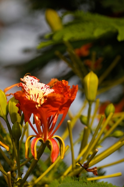 Suan Luang-JUN14-105